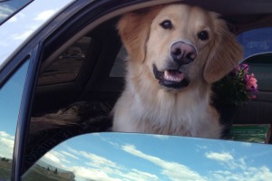 Teddy In Car Smile